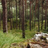 Le Bois de Finges est l'une des vedettes de la prochaine édition de la Fête de la nature (archives). KEYSTONE/ANDREE-NOELLE POT